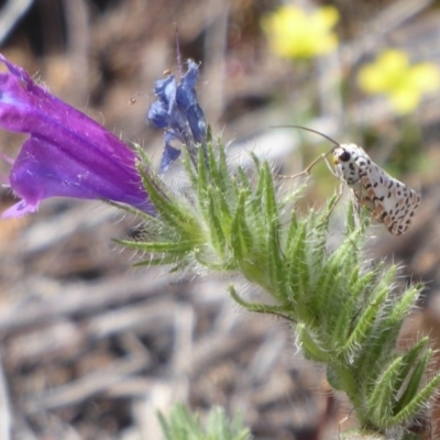 Utetheisa pulchelloides (Heliotrope Moth) at Tuggeranong Hill - 17 Dec 2018 by Christine