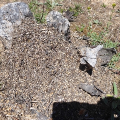 Papyrius nitidus (Shining Coconut Ant) at Theodore, ACT - 17 Dec 2018 by Christine