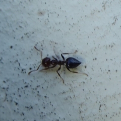 Crematogaster sp. (genus) (Acrobat ant, Cocktail ant) at Flynn, ACT - 17 Dec 2018 by Christine