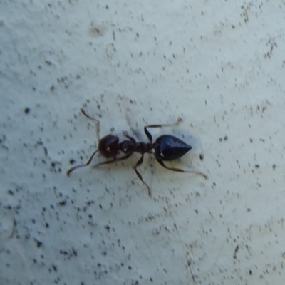 Crematogaster sp. (genus) (Acrobat ant, Cocktail ant) at Flynn, ACT - 17 Dec 2018 by Christine