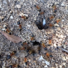 Camponotus consobrinus (Banded sugar ant) at Flynn, ACT - 17 Dec 2018 by Christine