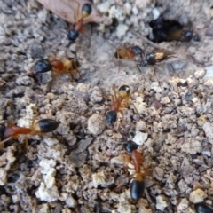 Camponotus consobrinus at Flynn, ACT - 17 Dec 2018 06:02 PM