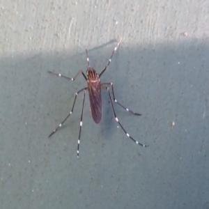 Aedes (Rampamyia) notoscriptus at Flynn, ACT - 17 Dec 2018