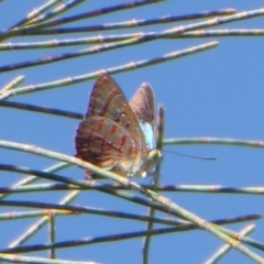 Hypochrysops delicia (Moonlight Jewel) at Ainslie, ACT - 17 Dec 2018 by Christine