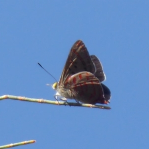 Hypochrysops delicia at Ainslie, ACT - 17 Dec 2018