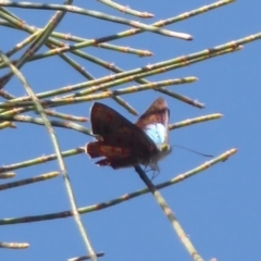 Hypochrysops delicia at Ainslie, ACT - 17 Dec 2018