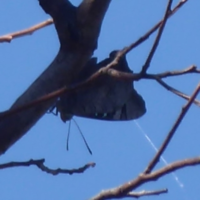 Ogyris genoveva (Southern Purple Azure) at Mount Ainslie - 17 Dec 2018 by Christine