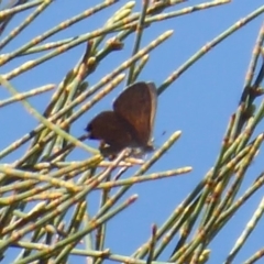 Acrodipsas aurata (Golden Ant-blue) at Majura, ACT - 17 Dec 2018 by Christine