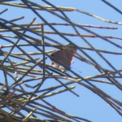 Acrodipsas aurata at Majura, ACT - 17 Dec 2018