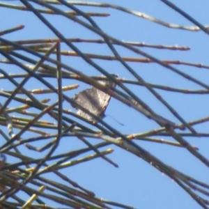 Acrodipsas aurata at Majura, ACT - suppressed