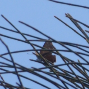 Acrodipsas aurata at Majura, ACT - suppressed