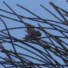 Acrodipsas aurata at Majura, ACT - suppressed