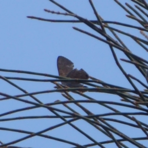 Acrodipsas aurata at Majura, ACT - suppressed