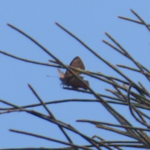 Acrodipsas aurata at Majura, ACT - suppressed