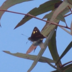 Hesperilla idothea (Flame Sedge-skipper) at Black Mountain - 17 Dec 2018 by Christine