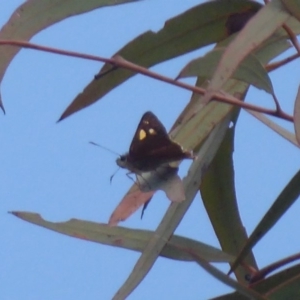 Hesperilla idothea at Hackett, ACT - 17 Dec 2018 01:57 PM