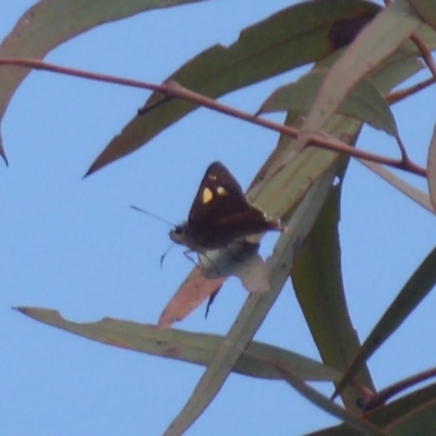 Hesperilla idothea (Flame Sedge-skipper) at Hackett, ACT - 17 Dec 2018 by Christine