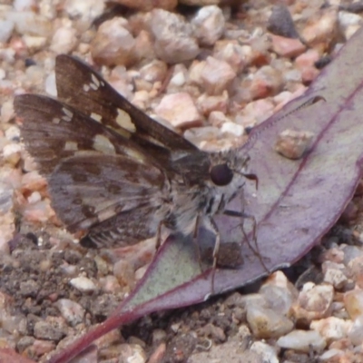 Trapezites phigalioides (Montane Ochre) at Black Mountain - 17 Dec 2018 by Christine