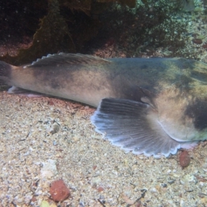 Kathetostoma laeve at Merimbula, NSW - 18 Dec 2018