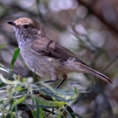 Acanthiza pusilla (Brown Thornbill) at Acton, ACT - 17 Dec 2018 by RodDeb