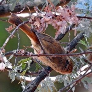 Acanthiza pusilla at Acton, ACT - 17 Dec 2018