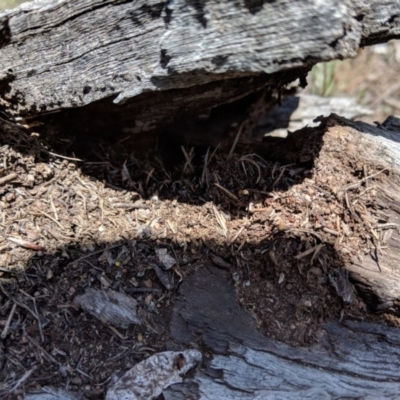 Papyrius nitidus (Shining Coconut Ant) at Red Hill to Yarralumla Creek - 18 Dec 2018 by JackyF