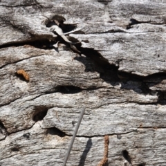 Papyrius nitidus at Hughes, ACT - suppressed