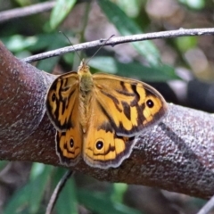 Heteronympha merope (Common Brown Butterfly) at ANBG - 17 Dec 2018 by RodDeb