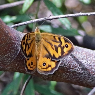 Heteronympha merope (Common Brown Butterfly) at ANBG - 17 Dec 2018 by RodDeb