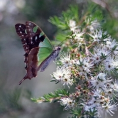 Graphium macleayanum (Macleay's Swallowtail) at ANBG - 17 Dec 2018 by RodDeb