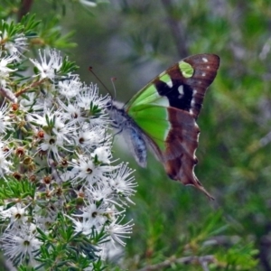 Graphium macleayanum at Acton, ACT - 17 Dec 2018