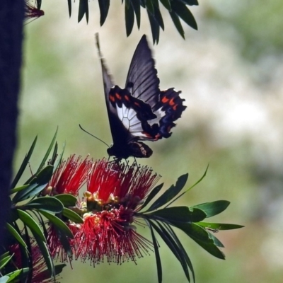 Papilio aegeus (Orchard Swallowtail, Large Citrus Butterfly) at ANBG - 17 Dec 2018 by RodDeb