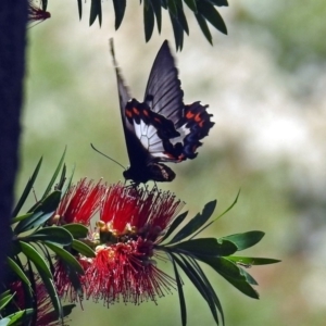 Papilio aegeus at Acton, ACT - 17 Dec 2018