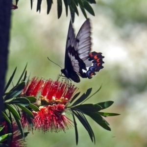 Papilio aegeus at Acton, ACT - 17 Dec 2018