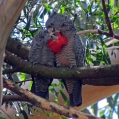 Callocephalon fimbriatum (Gang-gang Cockatoo) at ANBG - 17 Dec 2018 by RodDeb