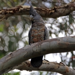 Callocephalon fimbriatum at Acton, ACT - 17 Dec 2018