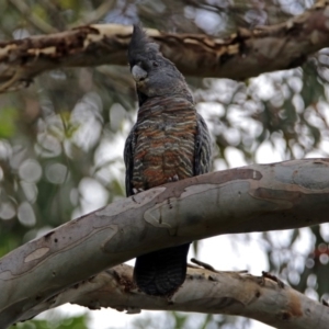 Callocephalon fimbriatum at Acton, ACT - 17 Dec 2018