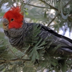 Callocephalon fimbriatum at Acton, ACT - suppressed