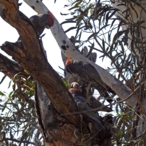 Callocephalon fimbriatum at Acton, ACT - suppressed