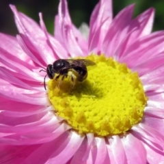 Lasioglossum (Chilalictus) sp. (genus & subgenus) (Halictid bee) at ANBG - 16 Dec 2018 by RodDeb