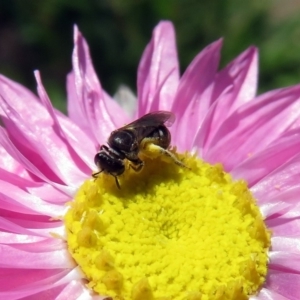 Lasioglossum (Chilalictus) sp. (genus & subgenus) at Acton, ACT - 17 Dec 2018