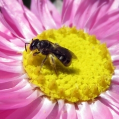 Lasioglossum (Chilalictus) sp. (genus & subgenus) at Acton, ACT - 17 Dec 2018