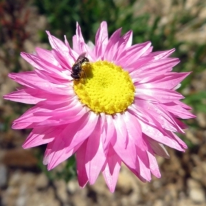 Lasioglossum (Chilalictus) sp. (genus & subgenus) at Acton, ACT - 17 Dec 2018 10:40 AM