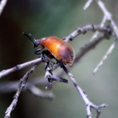 Ecnolagria grandis (Honeybrown beetle) at ANBG - 17 Dec 2018 by RodDeb