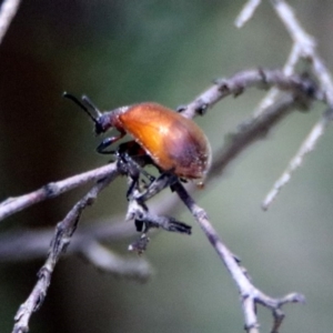 Ecnolagria grandis at Acton, ACT - 17 Dec 2018