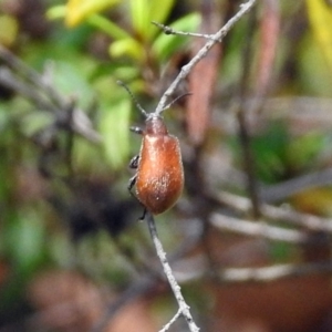 Ecnolagria grandis at Acton, ACT - 17 Dec 2018