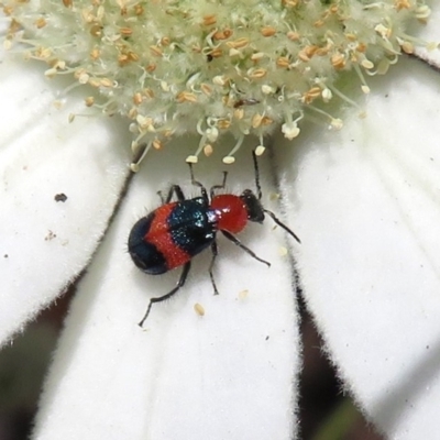 Dicranolaius cinctus (Notched-leg Red & Blue Flower Beetle) at Hackett, ACT - 17 Dec 2018 by RodDeb