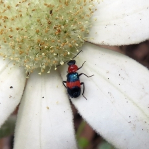 Dicranolaius bellulus at Hackett, ACT - 17 Dec 2018