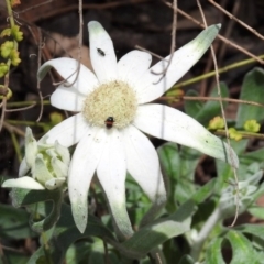 Dicranolaius bellulus at Hackett, ACT - 17 Dec 2018