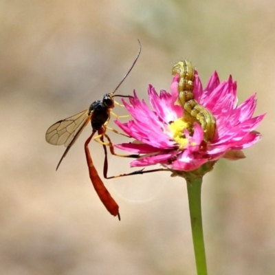 Heteropelma scaposum (Two-toned caterpillar parasite wasp) at ANBG - 16 Dec 2018 by RodDeb